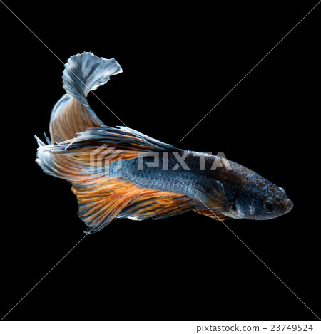 Betta fish 23749524