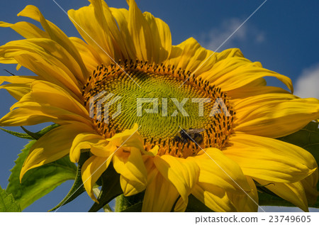Sunflower blooms in summer 23749605