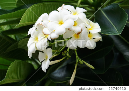 Plumeria (Plumeria) 23749610