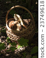 Basket with mushrooms. Boletus in the forest 23749618
