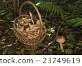 Basket with mushrooms. Boletus in the forest 23749619