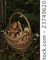 Basket with mushrooms. Boletus in the forest 23749620