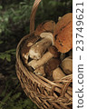 Basket with mushrooms. Boletus in the forest 23749621