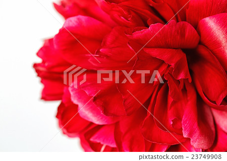 Close-up of a peonies 23749908