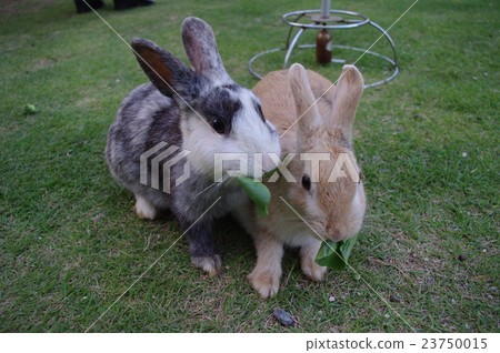 兩隻鳥 兩隻鳥 23750015