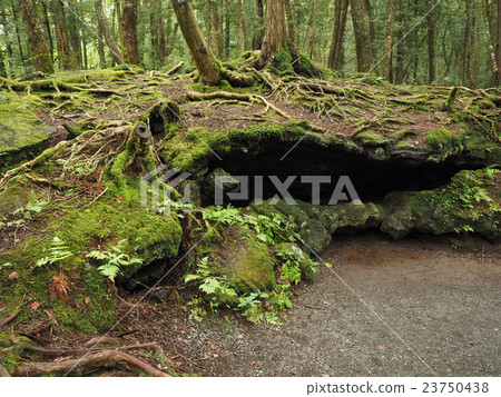 在通往山梨縣的Fuyutake山的途中，在Aokigahara樹中留下的氣孔痕跡 23750438