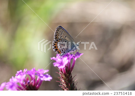 Affiliation 23751418