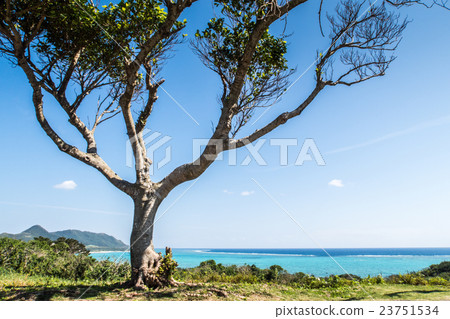Tamagusaki Observatory Tree 23751534