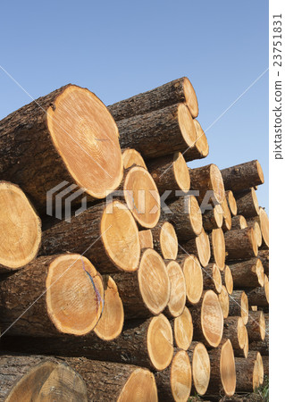 Stacked cedar log 23751831