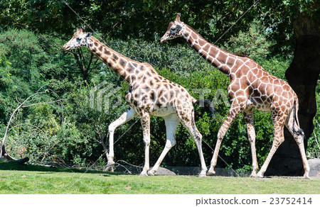 Two Garaffi 23752414
