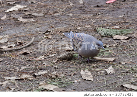 Turtledove Turtledove 23752425