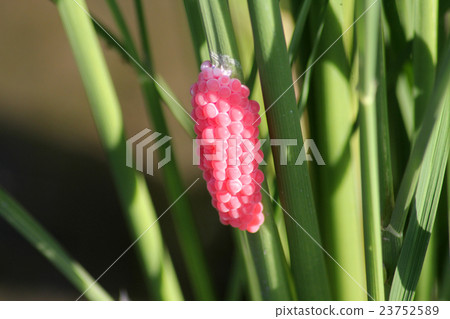 Egg mass of Scionillary mussel Egg mass of Scionillary mussel 23752589