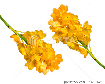 orange orchid on white background 23752626