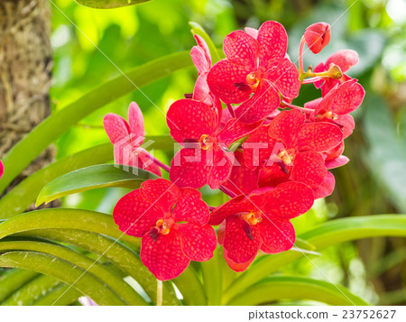 red vanda orchid red vanda orchid 23752627