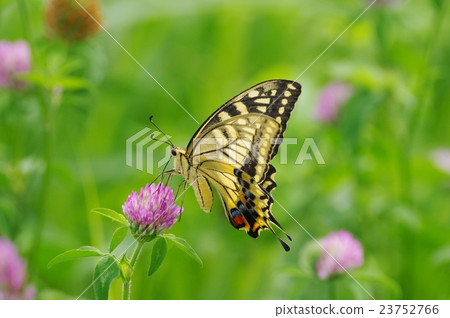 Clover flower garden and swallowtail swallowtail butterfly Clover flower garden and swallowtail swallowtail butterfly 23752766
