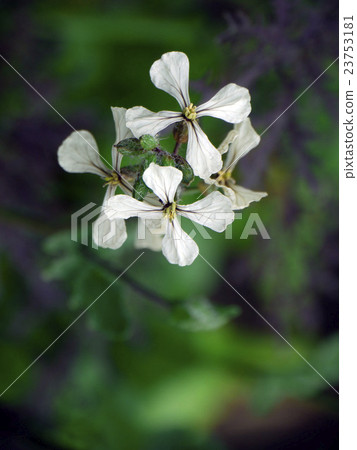 Rocket (herb) 23753181