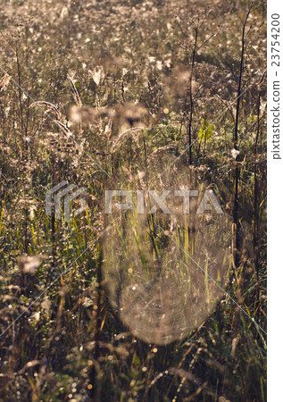 blur summer end meadow grass  and spiderwebs  23754200