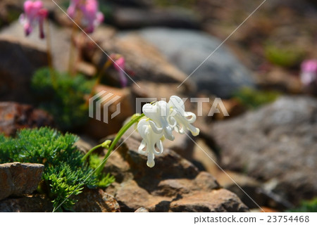 White-colored Cumkusa White-colored Cumkusa 23754468