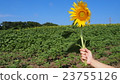 One flower blooming in a sunflower field 2 One flower blooming in a sunflower field 2 23755126