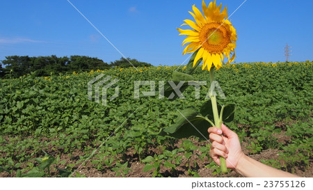 One flower blooming in a sunflower field 2 One flower blooming in a sunflower field 2 23755126