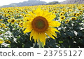 One flower blooming in a sunflower field One flower blooming in a sunflower field 23755127
