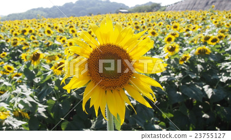 One flower blooming in a sunflower field One flower blooming in a sunflower field 23755127