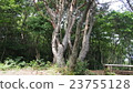 Tree growing in multiple mountains Tree growing in multiple mountains 23755128