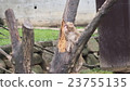 A monkey who found something A monkey who found something 23755135