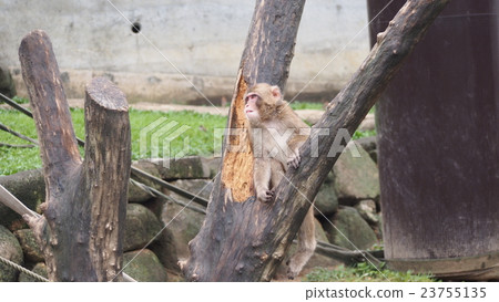 A monkey who found something A monkey who found something 23755135