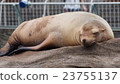 California sea lion asleep 2 California sea lion asleep 2 23755137