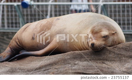 California sea lion asleep 2 California sea lion asleep 2 23755137