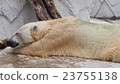 Polar bear that goes to sleep Polar bear that goes to sleep 23755138