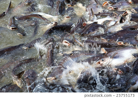 Pangasius feeding in the river at temple area 23755173