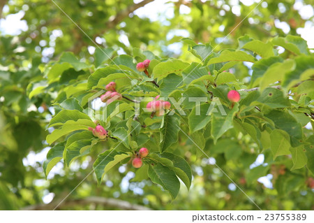 Kobushi Kobushi 23755389