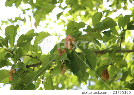 Kobushi Kobushi 23755390