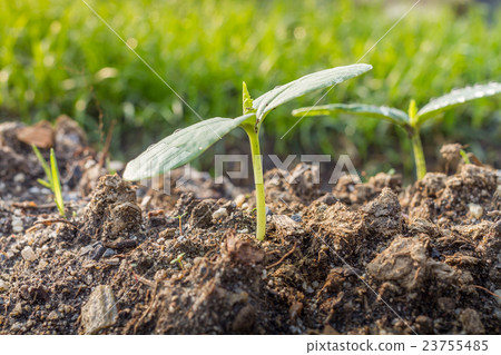Green sprout growing from the ground Green sprout growing from the ground 23755485