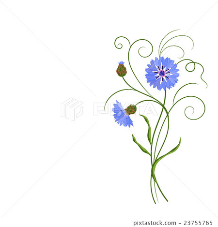Bunch of blue cornflowers isolated on white. 23755765