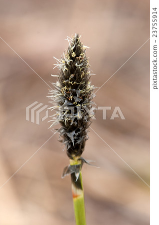 Nature's pencil Watasu no Bud miyabe moorland Nature's pencil Watasu no Bud miyabe moorland 23755914