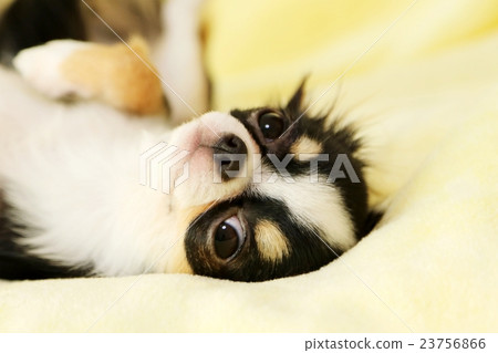 Chihuahua  23756866