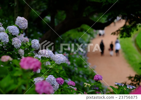 Hydrangea Hydrangea 23756875