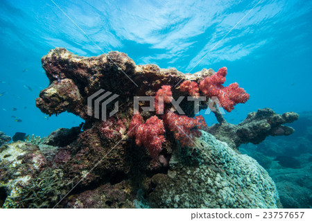 綠島珊瑚 23757657