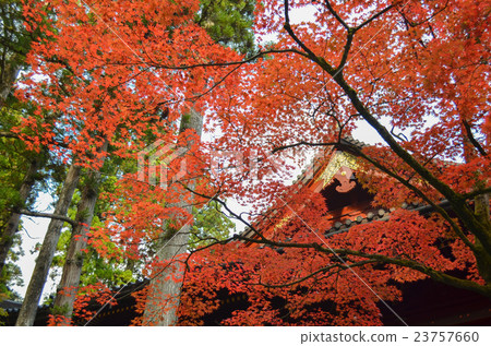 秋日的陽光 秋日的陽光 23757660