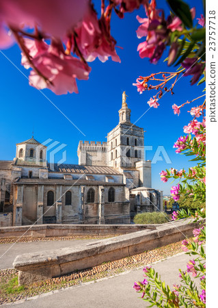 Avignon cathedral with flowers in Provence, France 23757718