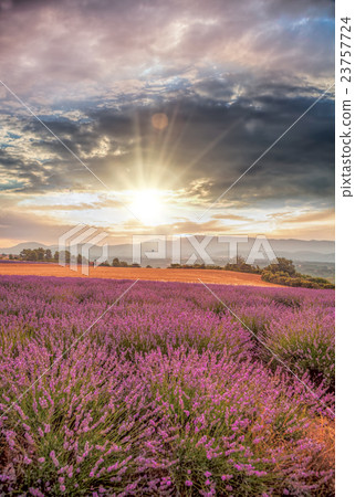 Lavender with colorful sunset in Provence,France 23757724