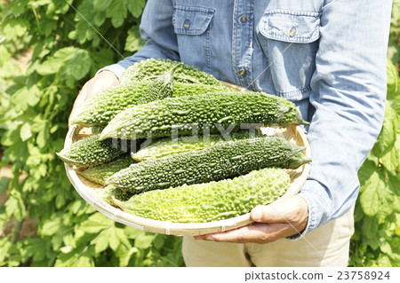 Harvest of bitter gourd Harvest of bitter gourd 23758924
