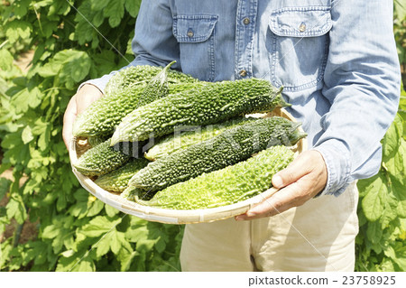 苦瓜的收穫 苦瓜的收穫 23758925