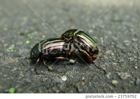 條紋的甘蔗對 條紋的甘蔗對 23759702