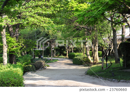 Tree trees 23760660