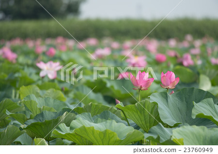Lotus flower blooming in Wu Lake Lotus flower blooming in Wu Lake 23760949