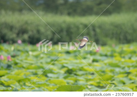 Yoshigoi在湖面上空飛行 23760957